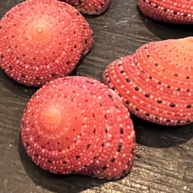 Trocha shell - Strawberry ( Trochus) - 2cm