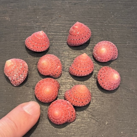 Trocha shell - Strawberry ( Trochus) - 2cm