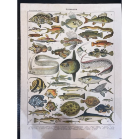 Antique natural history engraving in color - XIXth century - Fish