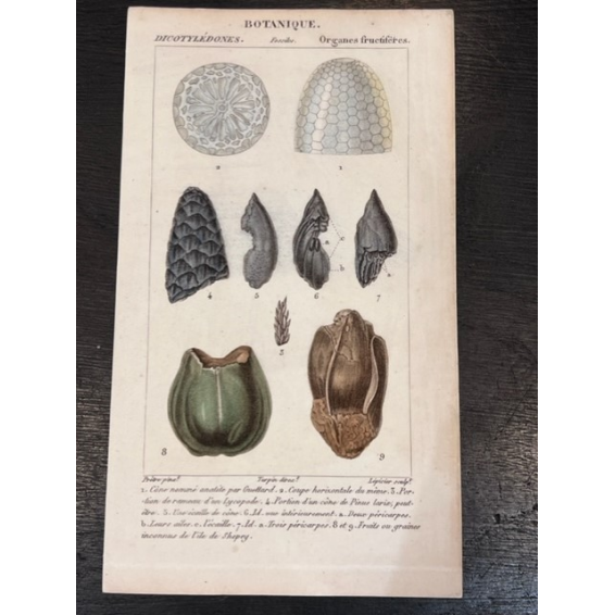 Petite planche d'Histoire Naturelle ( botanique - zoologie) - XIXème siècle