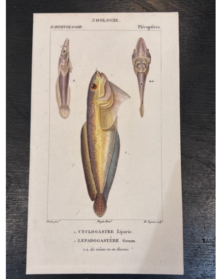 Large antique natural history engraving in color - XIXth century - Fish