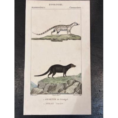 Petite planche d'Histoire Naturelle ( botanique - zoologie) - XIXème siècle