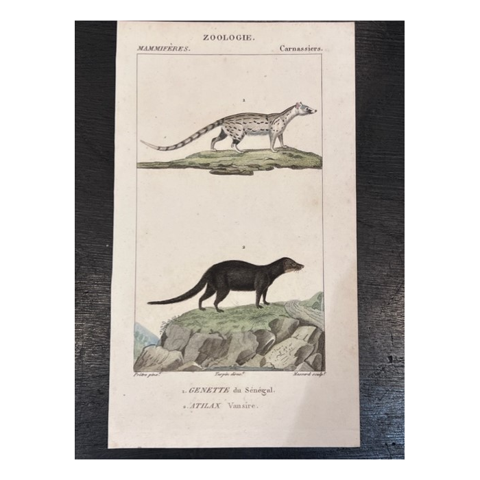 Petite planche d'Histoire Naturelle ( botanique - zoologie) - XIXème siècle