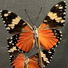 Petite cloche à papillon: Hamadryas Amphinome