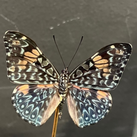 Petite cloche à papillon: Hamadryas Amphinome