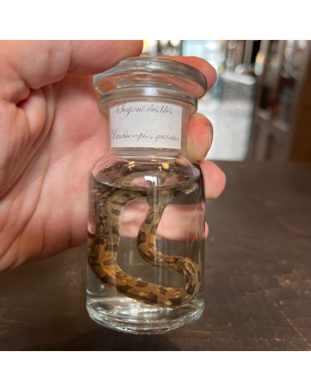 Wet specimen in jar: Corn snake - Pantherophis guttatus - 100ml