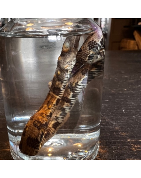 Wet specimen in jar: Corn snake - Pantherophis guttatus - 100ml