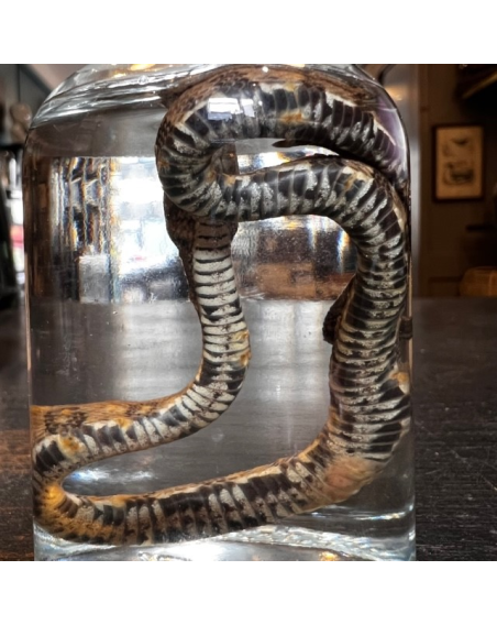 Wet specimen in jar: Corn snake - Pantherophis guttatus - 100ml