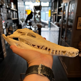 Australian marine crocodile skull: Crocodylus porosus - 27cm With CITES