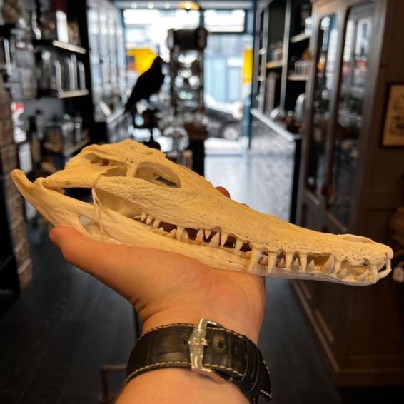 Crâne de crocodile marin d'Australie: Crocodylus porosus (Avec son permis CITES) - 27cm