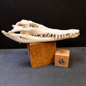 Australian marine crocodile skull: Crocodylus porosus - 27cm With CITES