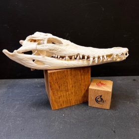 Crâne de crocodile marin d'Australie: Crocodylus porosus (Avec son permis CITES) - 27cm
