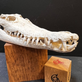Australian marine crocodile skull: Crocodylus porosus - 27cm With CITES