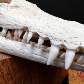 Australian marine crocodile skull: Crocodylus porosus - 27cm With CITES