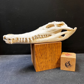 Australian marine crocodile skull: Crocodylus porosus - 27cm With CITES