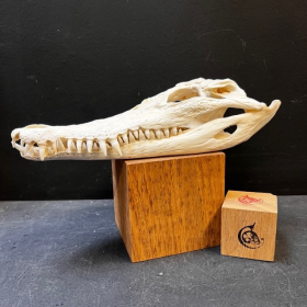 Crâne de crocodile marin d'Australie: Crocodylus porosus (Avec son permis CITES) - 28cm
