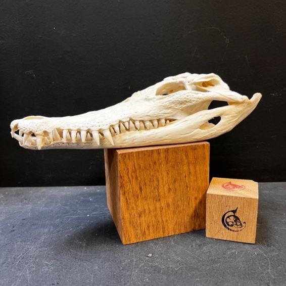 Australian marine crocodile skull: Crocodylus porosus - 28cm With CITES