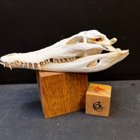 Australian marine crocodile skull: Crocodylus porosus - 28cm With CITES