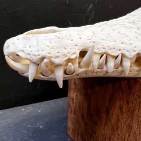 Australian marine crocodile skull: Crocodylus porosus - 28cm With CITES