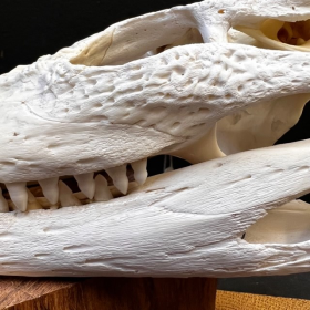 Australian marine crocodile skull: Crocodylus porosus - 28cm With CITES