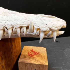 Crâne de crocodile marin d'Australie: Crocodylus porosus (Avec son permis CITES) - 28cm