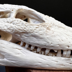 Australian marine crocodile skull: Crocodylus porosus - 28cm With CITES