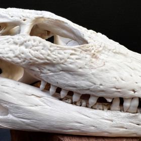 Crâne de crocodile marin d'Australie: Crocodylus porosus (Avec son permis CITES) - 28cm