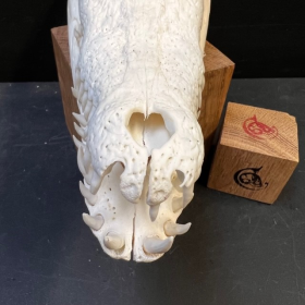 Crâne de crocodile marin d'Australie: Crocodylus porosus (Avec son permis CITES) - 26cm