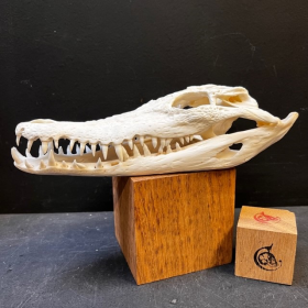 Crâne de crocodile marin d'Australie: Crocodylus porosus (Avec son permis CITES) - 26cm