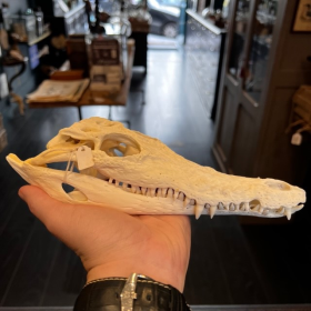 Australian saltwater crocodile skull: Crocodylus porosus - 25cm With CITES