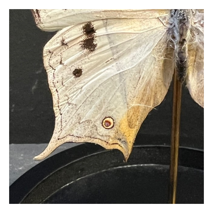 Little butterfly glass dome Salamis duprei