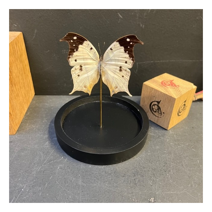 Little butterfly glass dome Salamis duprei