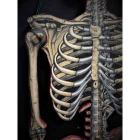 Articulated Skeleton - Paper-cardboard articulated mannequin