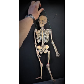 Articulated Skeleton - Paper-cardboard articulated mannequin