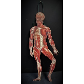 Ecorché anatomique articulé - Mannequin en papier-carton articulé - Squelette