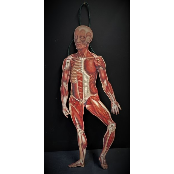 Anatomical articulated skinning - Paper-cardboard articulated mannequin