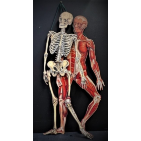 Anatomical articulated skinning - Paper-cardboard articulated mannequin