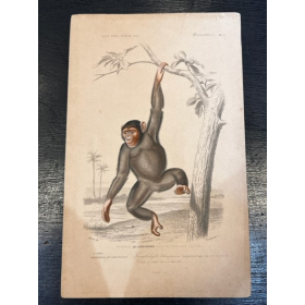Planche d'Histoire Naturelle - Par D'Orbigny - 1869 - En couleurs - XIXème siècle - Mammifères
