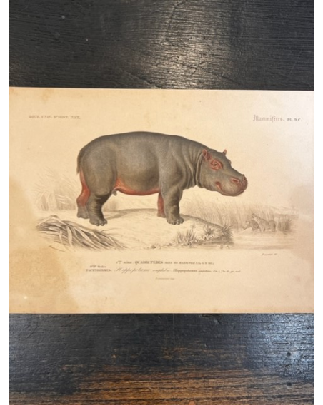 Natural History engraving - By D'Orbigny - 1869 - In colors - XIXth century