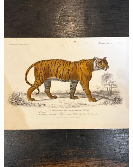 Natural History engraving - By D'Orbigny - 1869 - In colors - XIXth century