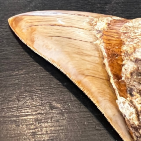 Dent de Mégalodon - Modèle C - 12.1cm - Otodus megalodon - Indonésie