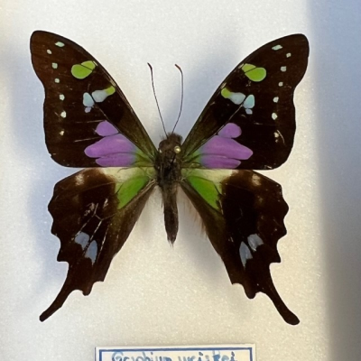 Entomological Box - Graphium weiskei butterfly - 12x15cm
