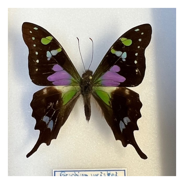 Entomological Box - Graphium weiskei butterfly - 12x15cm Entomological Box - Graphium weiskei butterfly - 12x15cm
