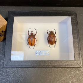 Beetles Eudicella smithi - Entomological box 12x15cm