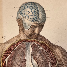 Atlas anatomique par Léveillé - Anthropologie - 1881- 20 planches d'Anatomie