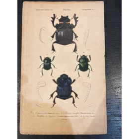 Planche d'Histoire Naturelle - Par D'Orbigny - 1869 - En couleurs - XIXème siècle - Insectes