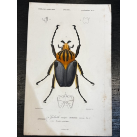 Planche d'Histoire Naturelle - Par D'Orbigny - 1869 - En couleurs - XIXème siècle - Insectes