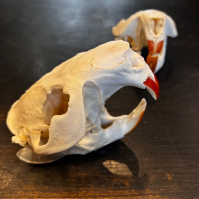 Canadian beaver skull - Castor canadensis