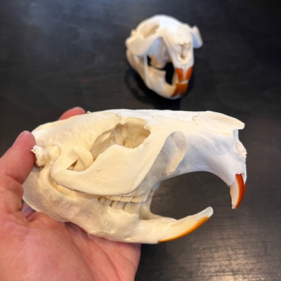 Canadian beaver skull - Castor canadensis