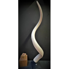 Koudou polished horn bone on pedestal